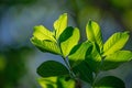 Detailed Green Spring Leaves and Sky Background