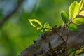 Detailed Green Spring Leaves and Sky Background