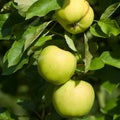 Detailed green summer apples on the tree before harvest