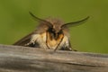 Frontal colorful c loseup on a muslin moth, Diaphora mendica, sitting on a twig Royalty Free Stock Photo