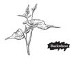 Detailed hand drawn black and white illustration of flowers buckwheat. sketch. Vector. Elements in graphic style label