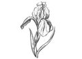 Detailed hand drawn black and white illustration of iris plant, leaf. sketch. Vector. Elements in graphic style label