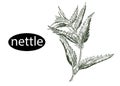 Detailed hand drawn black and white illustration of nettle plant. sketch. Vector. Elements in graphic style