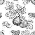 Detailed hand drawn black and white illustration seamless pattern of figs, leaf. sketch. Vector. Elements in graphic Royalty Free Stock Photo