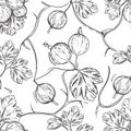 Detailed hand drawn black and white illustration seamless pattern of gooseberry branch, leaf and berry. sketch. Vector Royalty Free Stock Photo