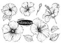 Detailed hand drawn black and white illustration set of flowers hibiscus, leaf. sketch. Vector. Royalty Free Stock Photo