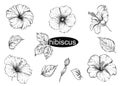 Detailed hand drawn black and white illustration set of flowers hibiscus, leaf. sketch. Vector. Royalty Free Stock Photo