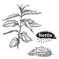 Detailed hand drawn black and white illustration set of nettle plant, leaf. sketch. Vector. Elements in graphic style