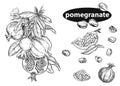 Detailed hand drawn black and white illustration set of pomegranate branch, leaf, flower. sketch. Vector. graphic style. Royalty Free Stock Photo