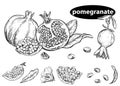 Detailed hand drawn black and white illustration set of pomegranate, leaf, flower. sketch. Vector. Elements in graphic