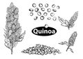 Detailed hand drawn black and white illustration set of quinoa branch, leaf, seeds. sketch. Vector. graphic style