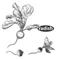 Detailed hand drawn black and white illustration set of radish. sketch. Vector. Elements in graphic style label, card Royalty Free Stock Photo