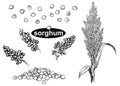 Detailed hand drawn black and white illustration set of sorghum branch, leaf, flower. sketch. Vector.