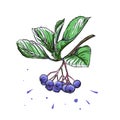 Detailed hand drawn color illustration of chokeberry, leaf, berry. sketch. Vector. Elements in graphic style label, card