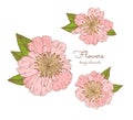 Detailed hand drawn flowers set - blooming peonies. Isolated on white background. Vector flowers in vintage style.