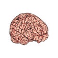 Detailed Hand Drawn Human Brain Illustration Royalty Free Stock Photo
