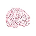 Detailed Hand Drawn Human Brain Illustration in Red Royalty Free Stock Photo