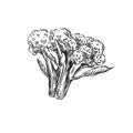 Detailed hand drawn ink black and white illustration of broccoli sprout. sketch. Vector. Elements in graphic style label