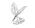 Detailed hand drawn ink black and white illustration of chokeberry, leaf, berry. sketch. Vector. Elements in graphic