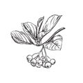 Detailed hand drawn ink black and white illustration of chokeberry, leaf, berry. sketch. Vector. Elements in graphic