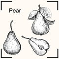 Detailed hand drawn ink black and white illustration of pear. sketch. Vector eps 8 Royalty Free Stock Photo