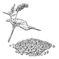 Detailed hand drawn ink black and white illustration set of buckwheat, grain, leaf, flowers. sketch. Vector. Elements in