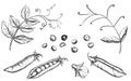 Detailed hand drawn ink black and white illustration set of pea pods and peas, flowers. sketch. Vector eps 8