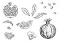 Detailed hand drawn ink black and white illustration set of pomegranate, leaf, flower, grain. sketch. Vector eps 8