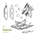 Soybean hand drawn illustration setn