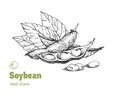 Soybean hand drawn illustration setn