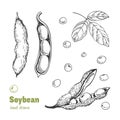 Soybean hand drawn illustration setn