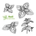 Basil plant and leaves vector hand drawn illustration Royalty Free Stock Photo