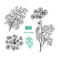 Dill plant, leaves and flowers vector hand drawn illustration