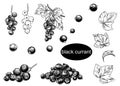 Detailed hand drawn vector illustration set of blackcurrant. Black and white sketch of isolated currant.