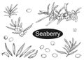 Detailed hand drawn vector illustration set of seaberry branches, leaf, berry. Black and white sketch of hippophae