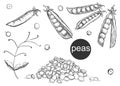 Detailed hand painted black and white vector illustration set of pea pods and peas. sketch. Royalty Free Stock Photo