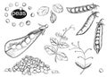 Detailed hand painted black and white vector illustration set of pea pods and peas. sketch. Royalty Free Stock Photo