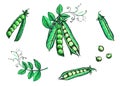 Detailed hand painted color vector illustration set of pea pods and peas. sketch. Elements in graphic style label, card