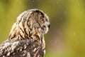 A detailed head of an adult owl chick eagle owl. Seen from the side, orange eyes