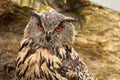 A detailed head of a owl eagle owl. Orange eyes stare into the camera