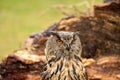 A detailed head of a owl eagle owl. Orange eyes stare into the camera