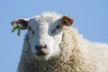 Detailed head of a sheep with blue background