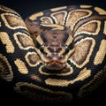 Detailed Head Shot of a Ball Python Coiled Against a Solid Dark Background Royalty Free Stock Photo