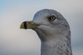 Detailed head shot of a gull