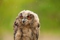 A detailed head of a six week old owl chick eagle owl. With orange eyes