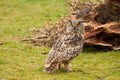 A detailed head of a six week old owl chick eagle owl. Orange eyes stare into the camera