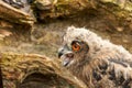 A detailed head of a six week old owl chick eagle owl. With orange eyes, stump in background