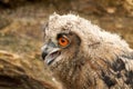 A detailed head of a six week old owl chick eagle owl. With orange eyes