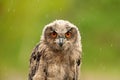 A detailed head of a six week old owl chick eagle owl. Orange eyes stare into the camera