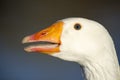 Detailed head of a white goose